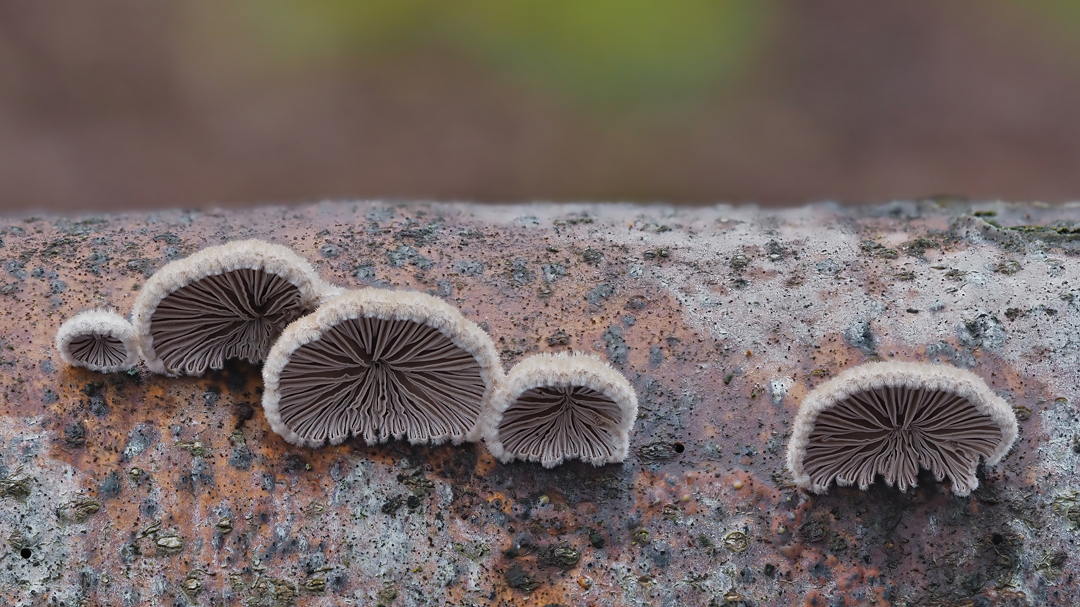 Gemeiner Spaltblättling (Schizophyllum commune)