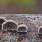 Gemeiner Spaltblättling (Schizophyllum commune)