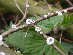 Gemeiner Spaltblättling (Schizophyllum commune) auf Totholz