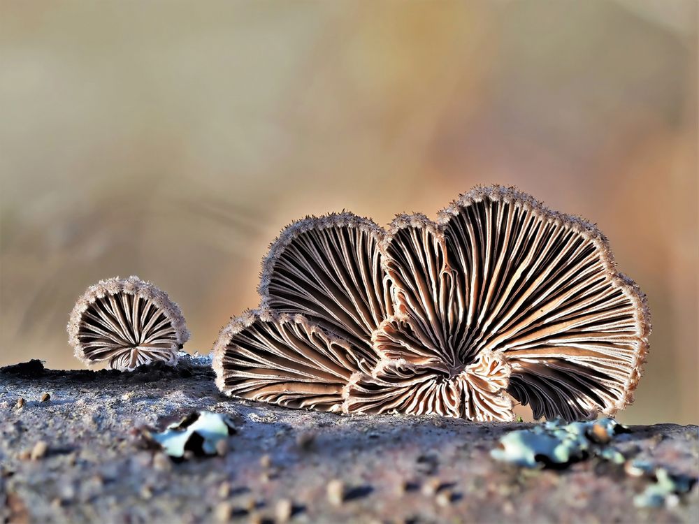 Gemeiner Spaltblättling (Schizophyllum commune)