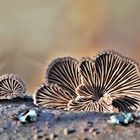 Gemeiner Spaltblättling (Schizophyllum commune)