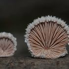 Gemeiner Spaltblättling (Schizophyllum commune)