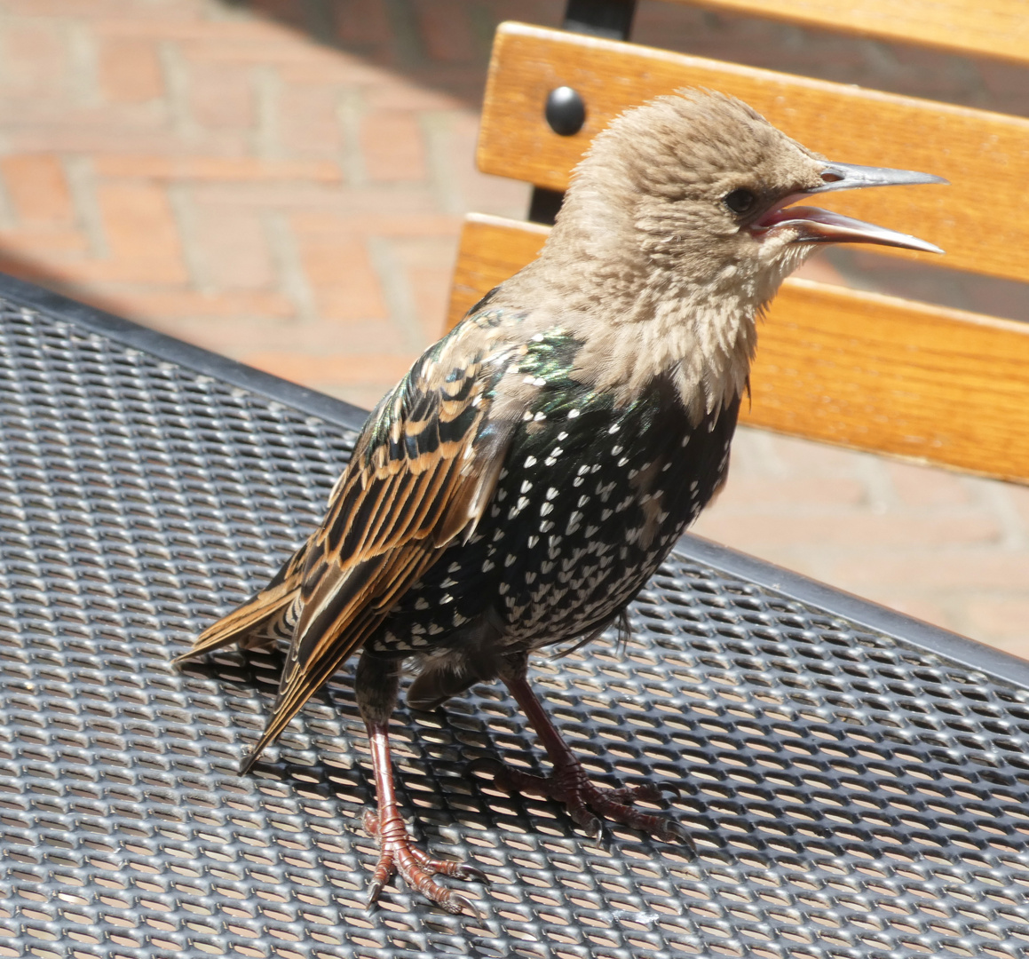 "Gemeiner" Star  -  Sturnus vulgaris 