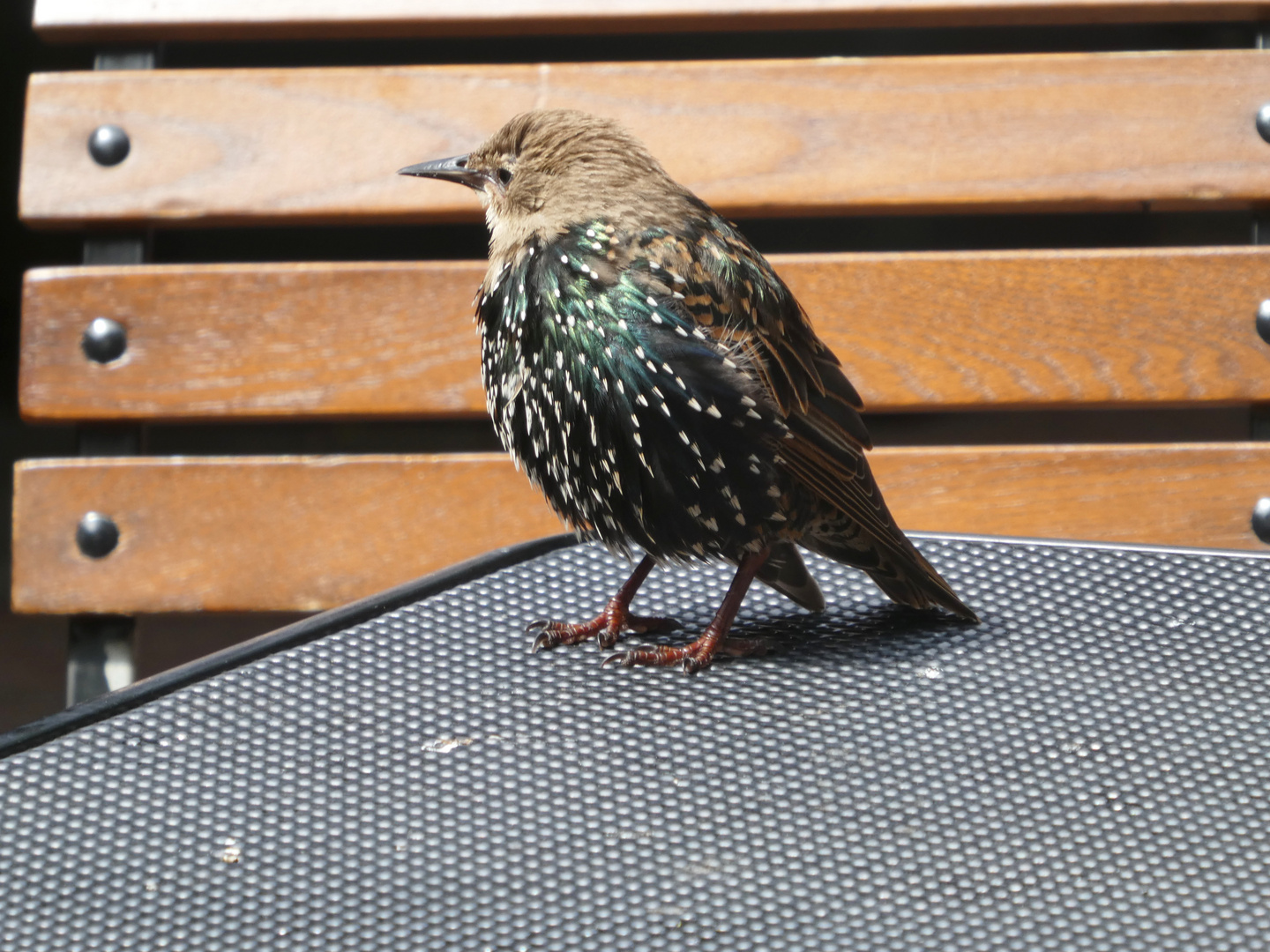 "Gemeiner" Star  -  Sturnus vulgaris (imm.) 