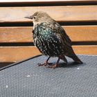 "Gemeiner" Star  -  Sturnus vulgaris (imm.) 