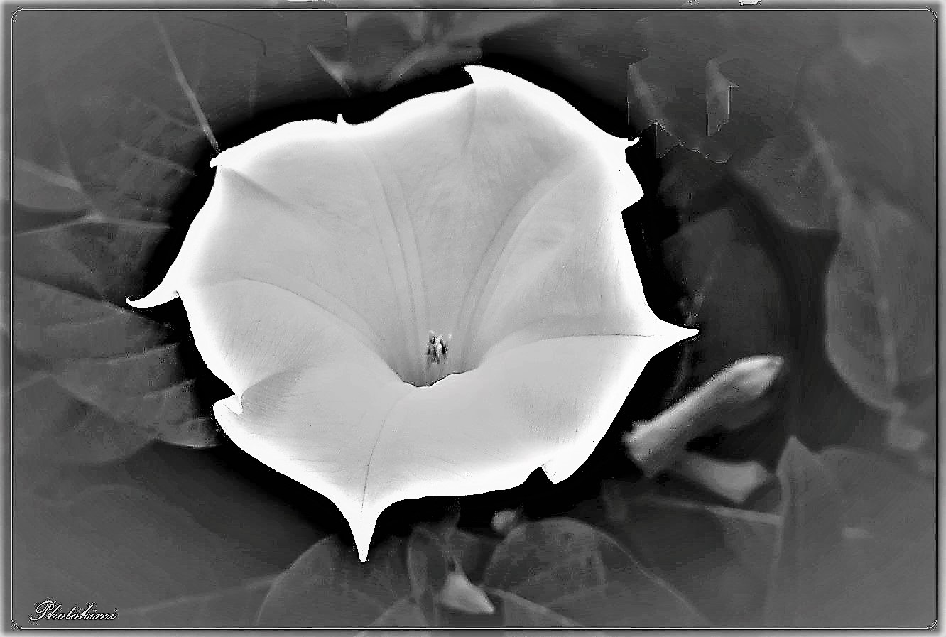 Gemeiner Stechapfel (Datura Stramonium)