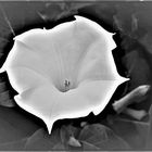 Gemeiner Stechapfel (Datura Stramonium)