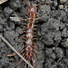 Gemeiner Steinkriecher (Lithobius forficatus)