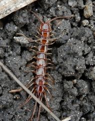 Gemeiner Steinkriecher (Lithobius forficatus)