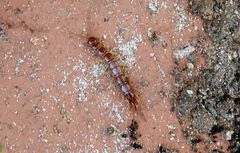 Gemeiner Steinläufer (Lithobius forficatus) auf der Terrasse