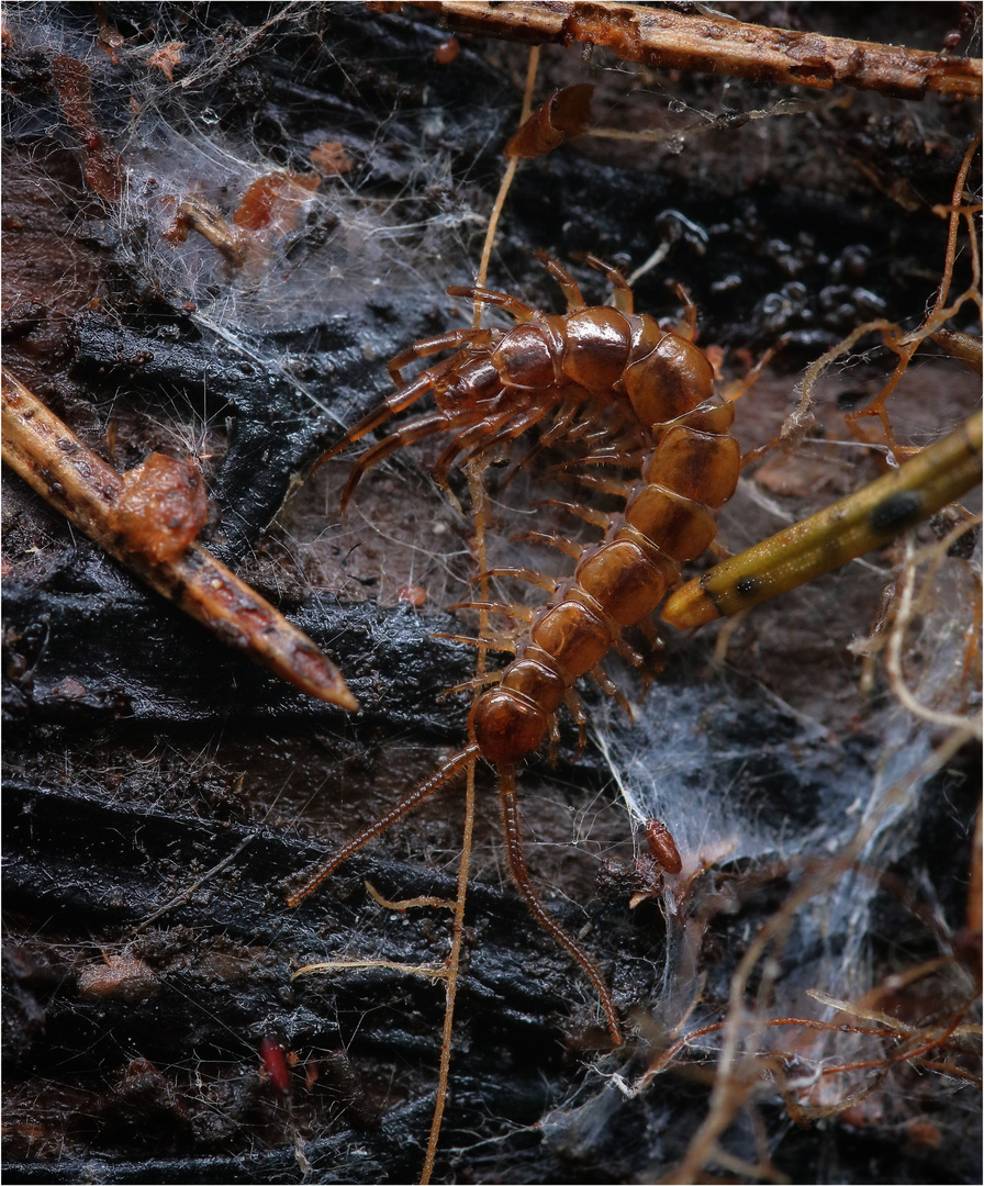Gemeiner Steinläufer (Lithobius forficatus) Foto & Bild fotos, wald, outdoor Bilder auf