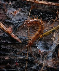 Gemeiner Steinläufer (Lithobius forficatus)