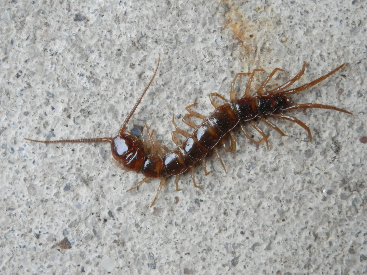 Gemeiner Steinläufer (Lithobius forficatus) in der Garage