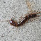 Gemeiner Steinläufer (Lithobius forficatus) in der Garage