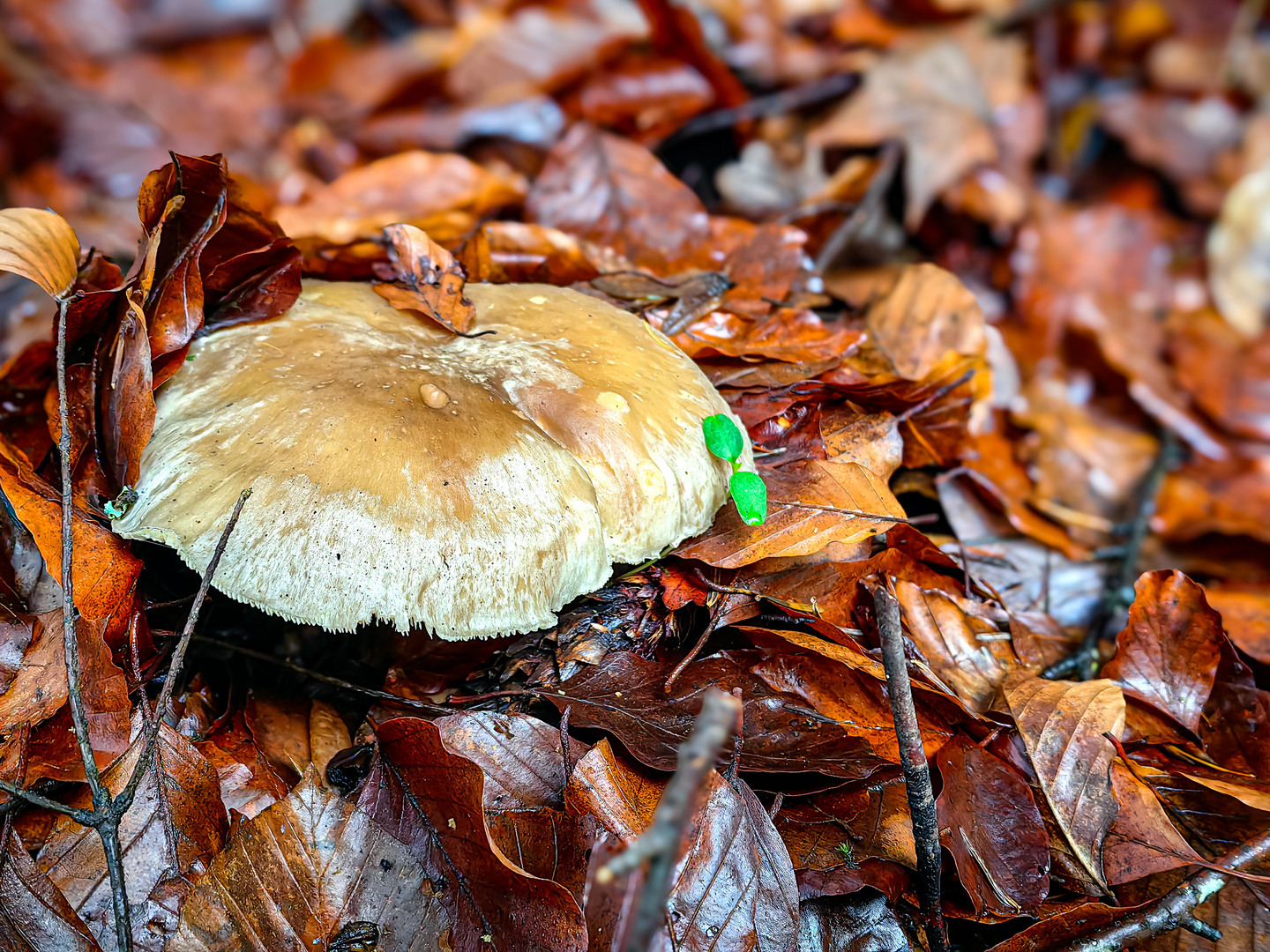 gemeiner Steinpilz eine art der Pilze und Flechten