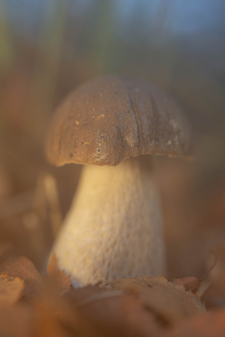 Gemeiner Steinpilz im Morgendunst