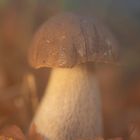 Gemeiner Steinpilz im Morgendunst