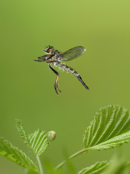 Gemeiner Strauchdieb im Flug