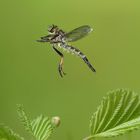 Gemeiner Strauchdieb im Flug