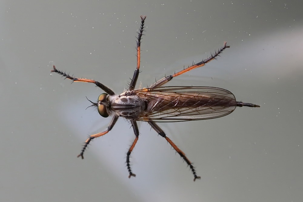 Gemeiner Strauchdieb [Neoitamus cyanurus]