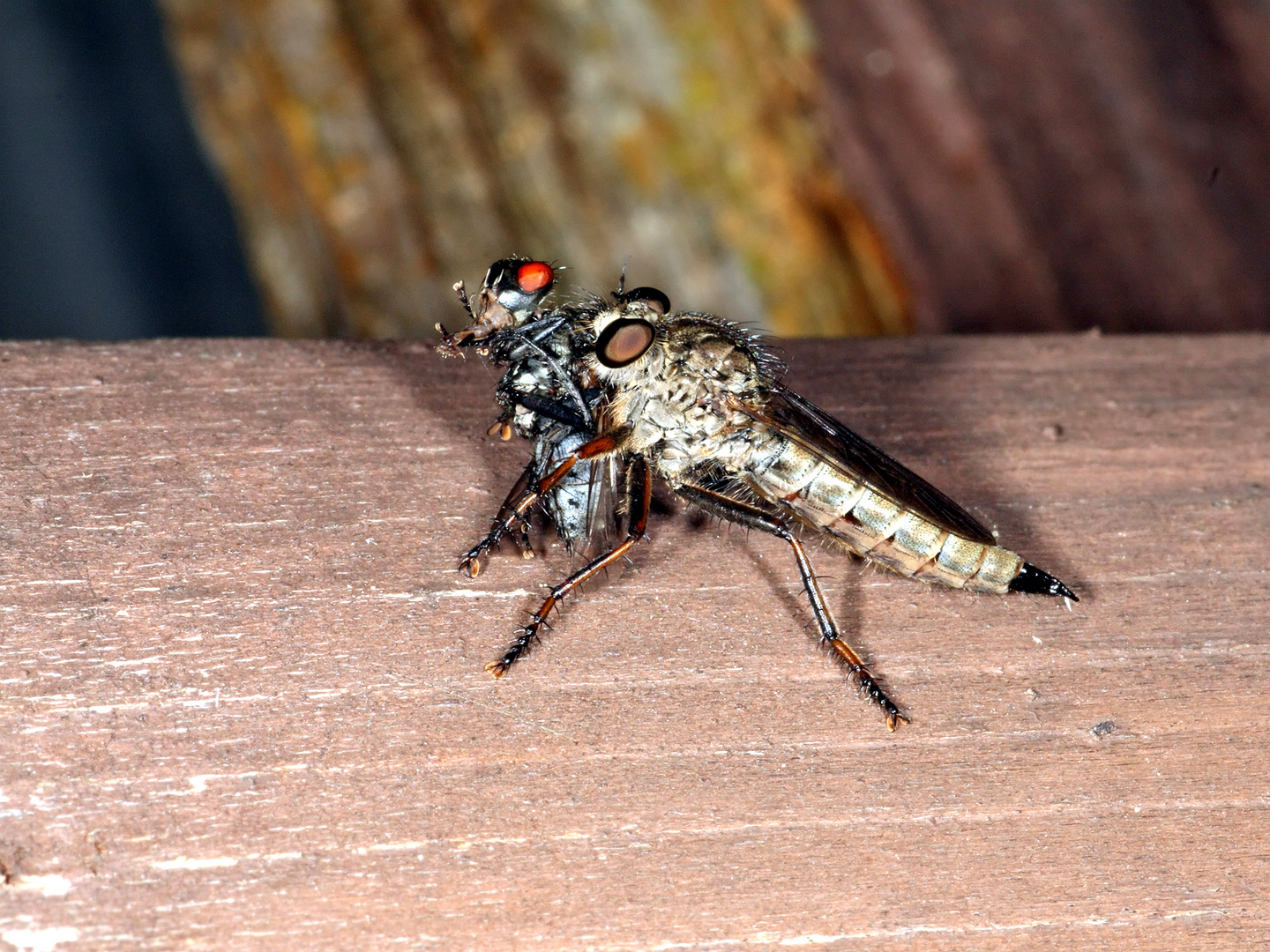 Gemeiner Strauchdieb (Neoitamus cyanurus (Loew, 1849)) ......