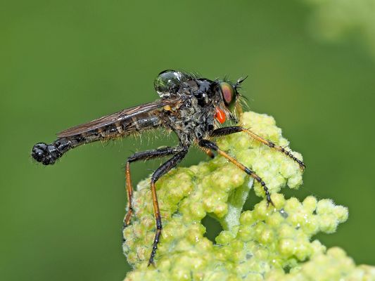 Gemeiner Strauchdieb (Neoitamus cyanurus) mit Milbe ...