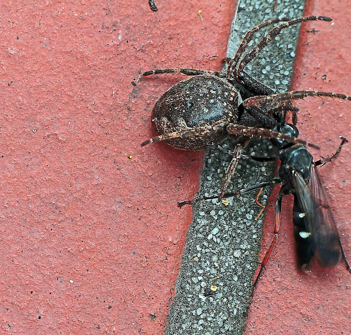 Gemeiner Strauchdieb  (Neoitamus cyanurus) überfällt die (Nuctenea umbratica) Spaltenkreuzspinne