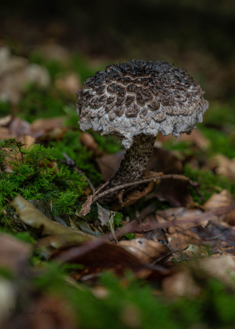 Gemeiner Strubbelkopfröhrling (Strobilomyces strobilaceus)