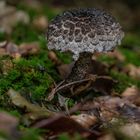 Gemeiner Strubbelkopfröhrling (Strobilomyces strobilaceus)