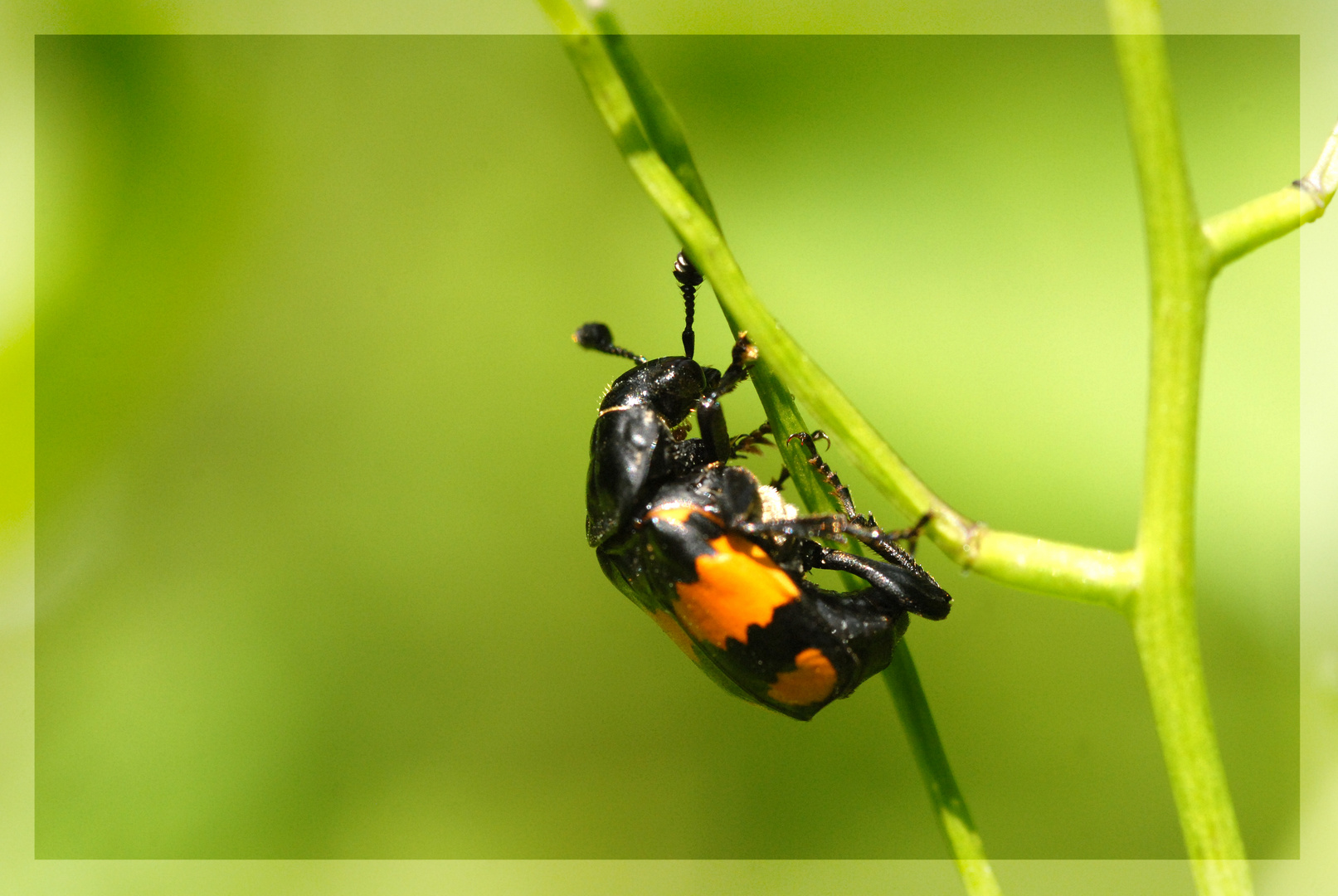 ,, Gemeiner Totengräber ( Necrophorus vespillo ) 10 - 24 mm Groß ,,