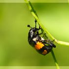 ,, Gemeiner Totengräber ( Necrophorus vespillo ) 10 - 24 mm Groß ,,