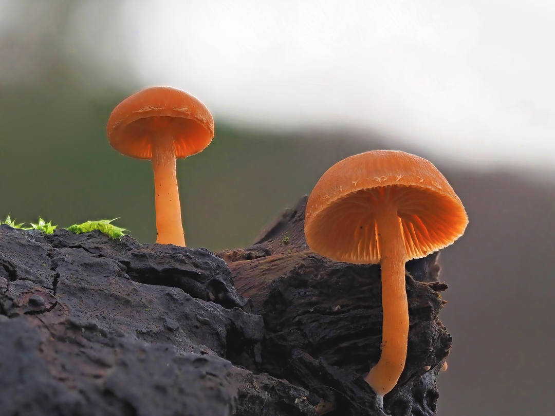 Gemeiner Trompetenschnitzling (Tubaria furfuracea)