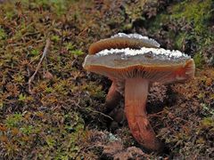 Gemeiner Trompetenschnitzling (Tubaria furfuracea)