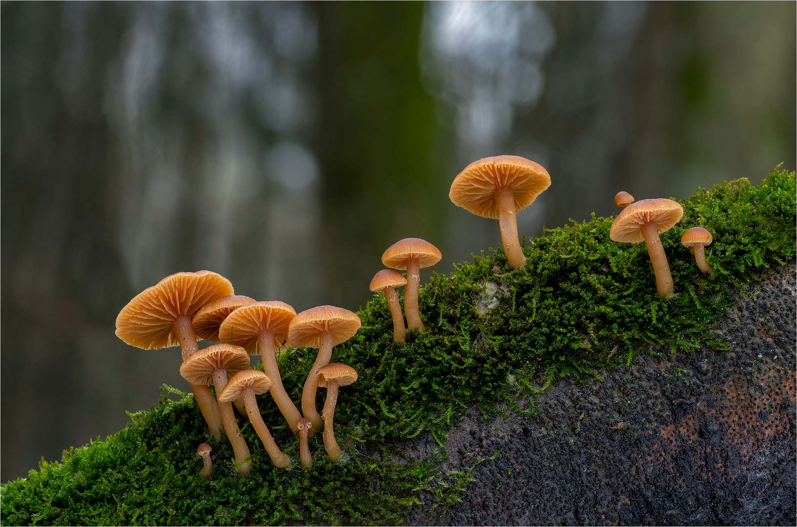 Gemeiner Trompetenschnitzling (Tubaria furfuracea)