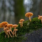 Gemeiner Trompetenschnitzling (Tubaria furfuracea)