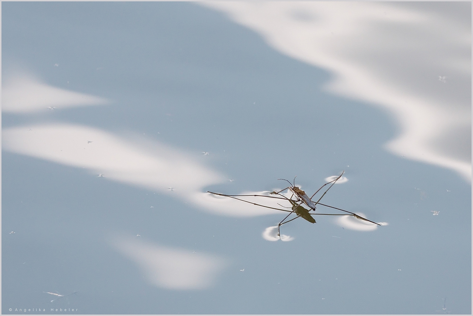 Gemeiner Wasserläufer