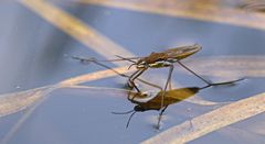 Gemeiner Wasserläufer