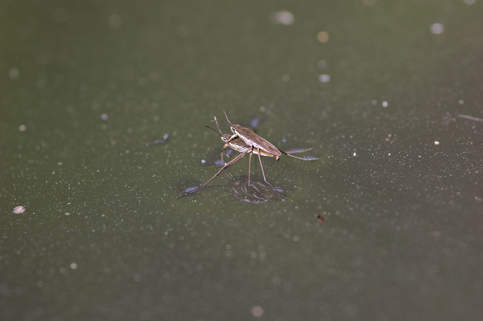 Gemeiner Wasserläufer (Gerris lacustris)