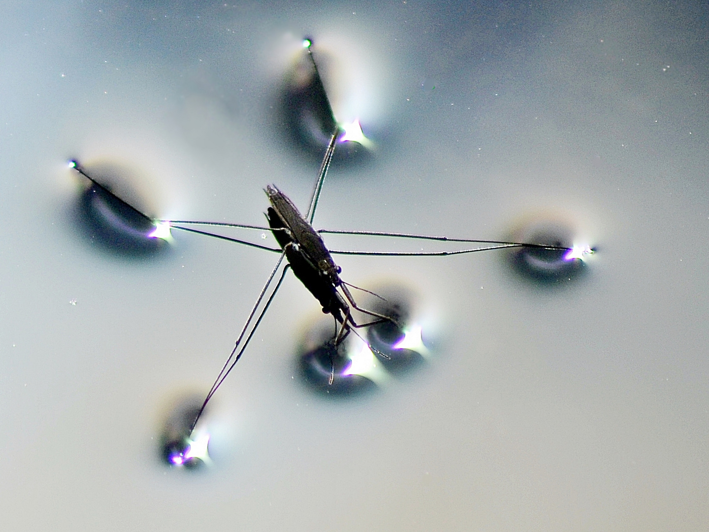 Gemeiner Wasserläufer (Gerris lacustris)