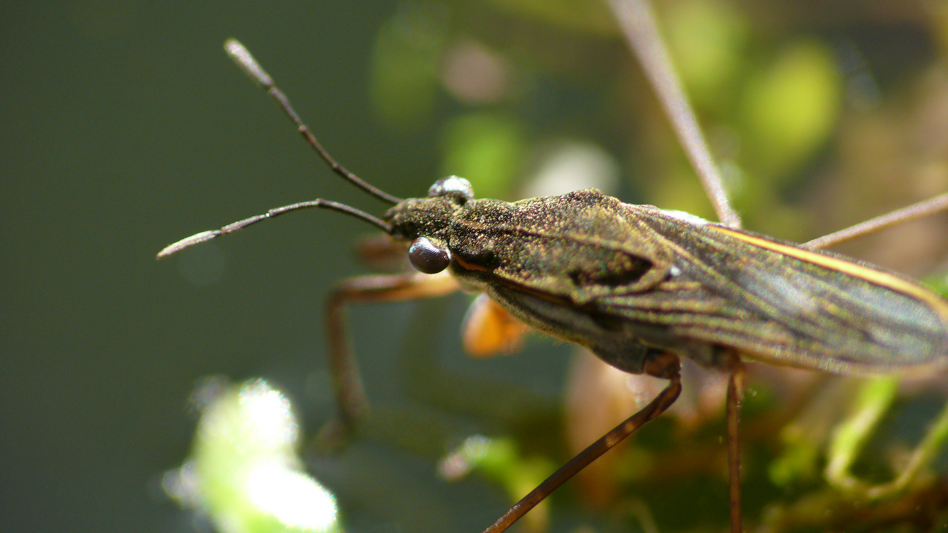 Gemeiner Wasserläufer (Gerris lacustris)