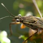 Gemeiner Wasserläufer (Gerris lacustris)