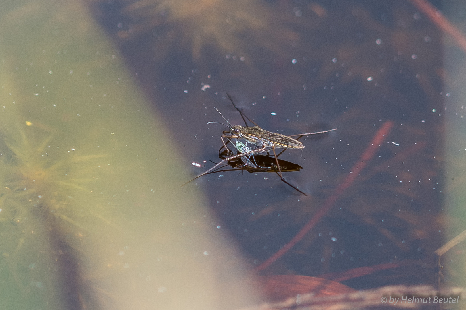 Gemeiner Wasserläufer - hier beim essen