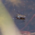 Gemeiner Wasserläufer - hier beim essen