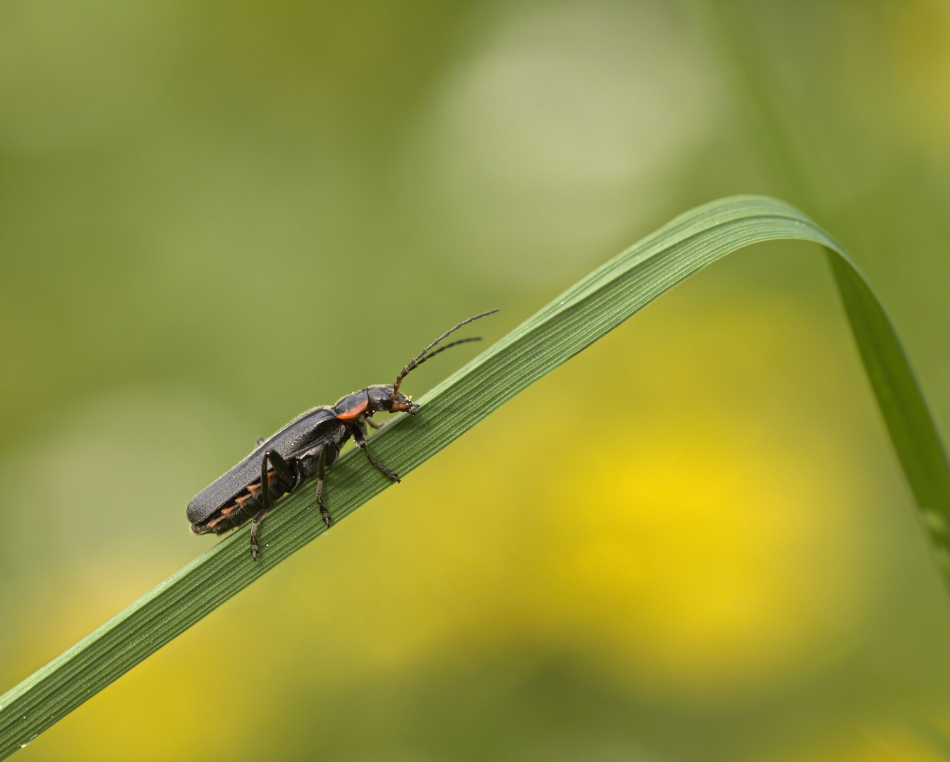 Gemeiner Weichkäfer (Cantharis fusca) 