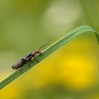 Gemeiner Weichkäfer (Cantharis fusca) 