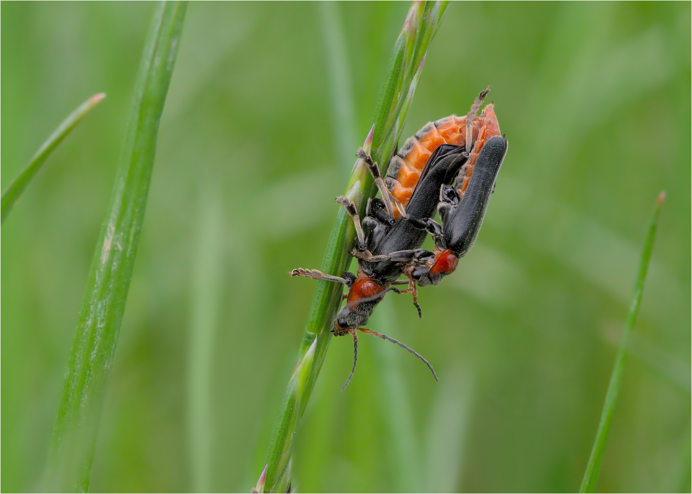 Gemeiner Weichkäfer (Cantharis fusca)