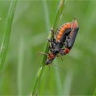 Gemeiner Weichkäfer (Cantharis fusca)