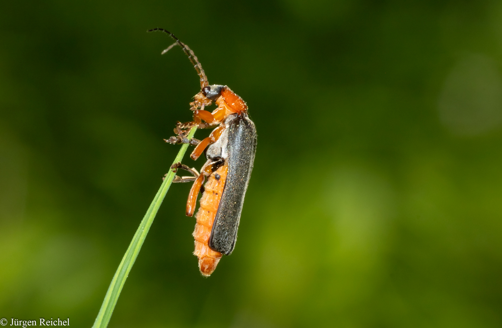 Gemeiner Weichkäfer (Cantharis fusca) 