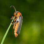 Gemeiner Weichkäfer (Cantharis fusca) 