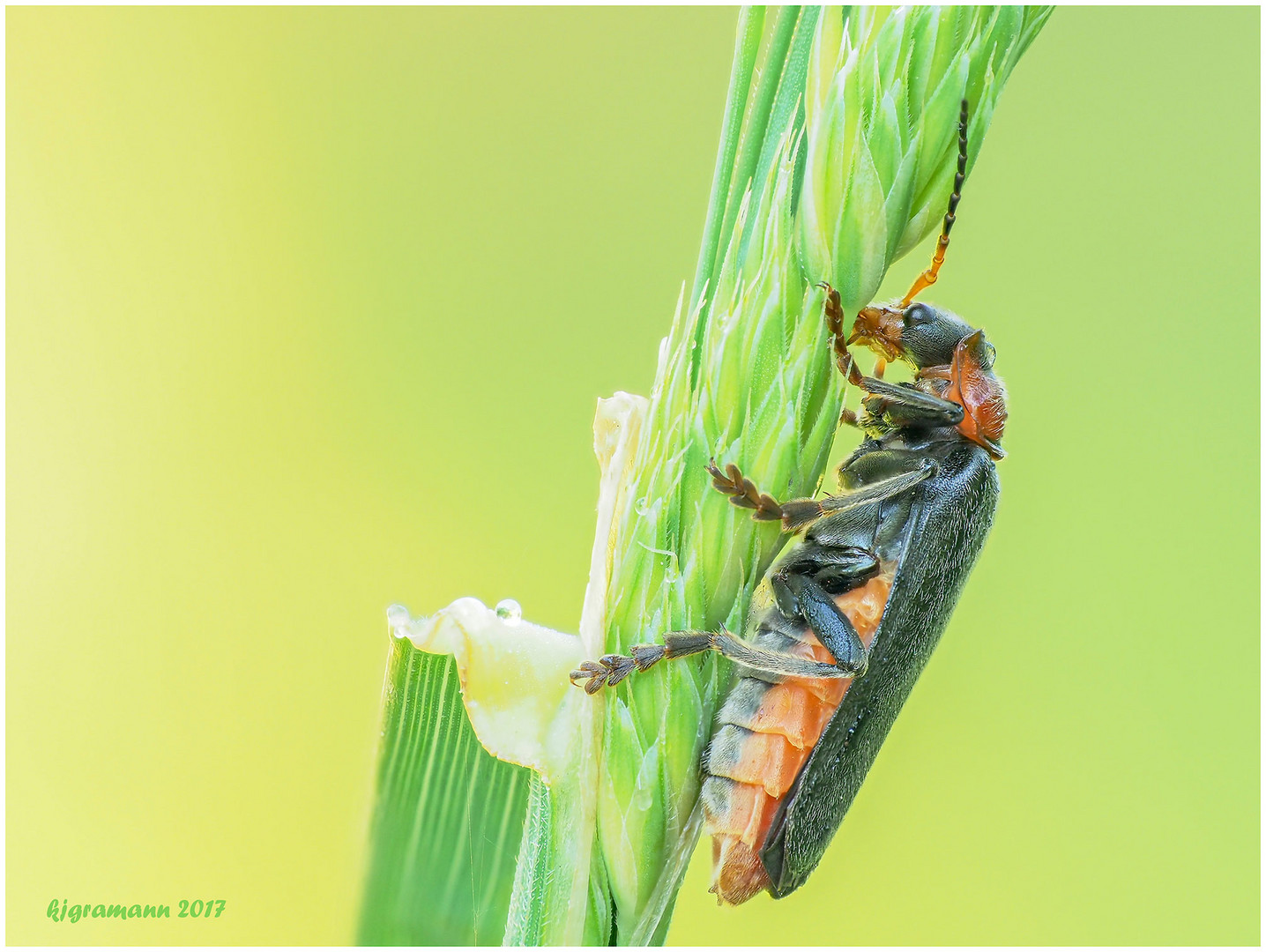 gemeiner weichkäfer (cantharis fusca)......